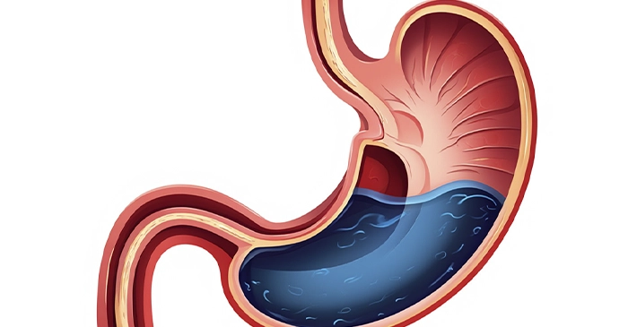 Желудок на белом фоне